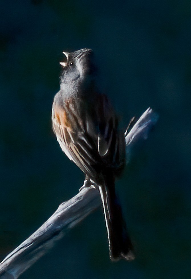 Black-chinned Sparrow - ML617864586