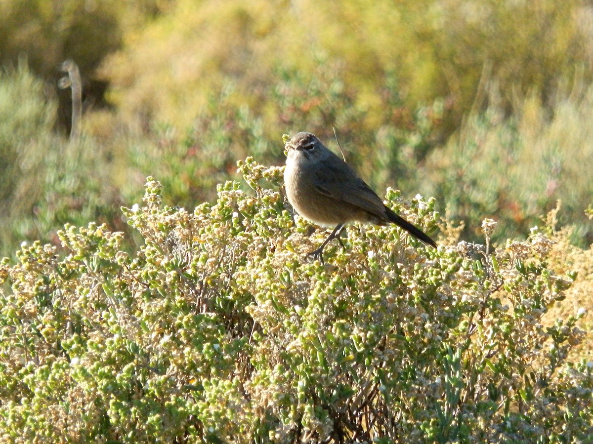 Karoo Scrub-Robin - Andrew Cauldwell