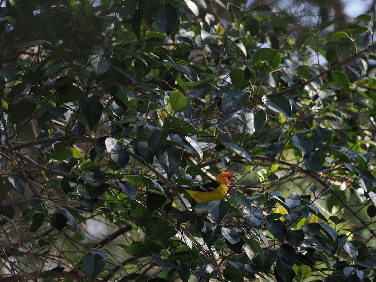 Western Tanager - ML617864619