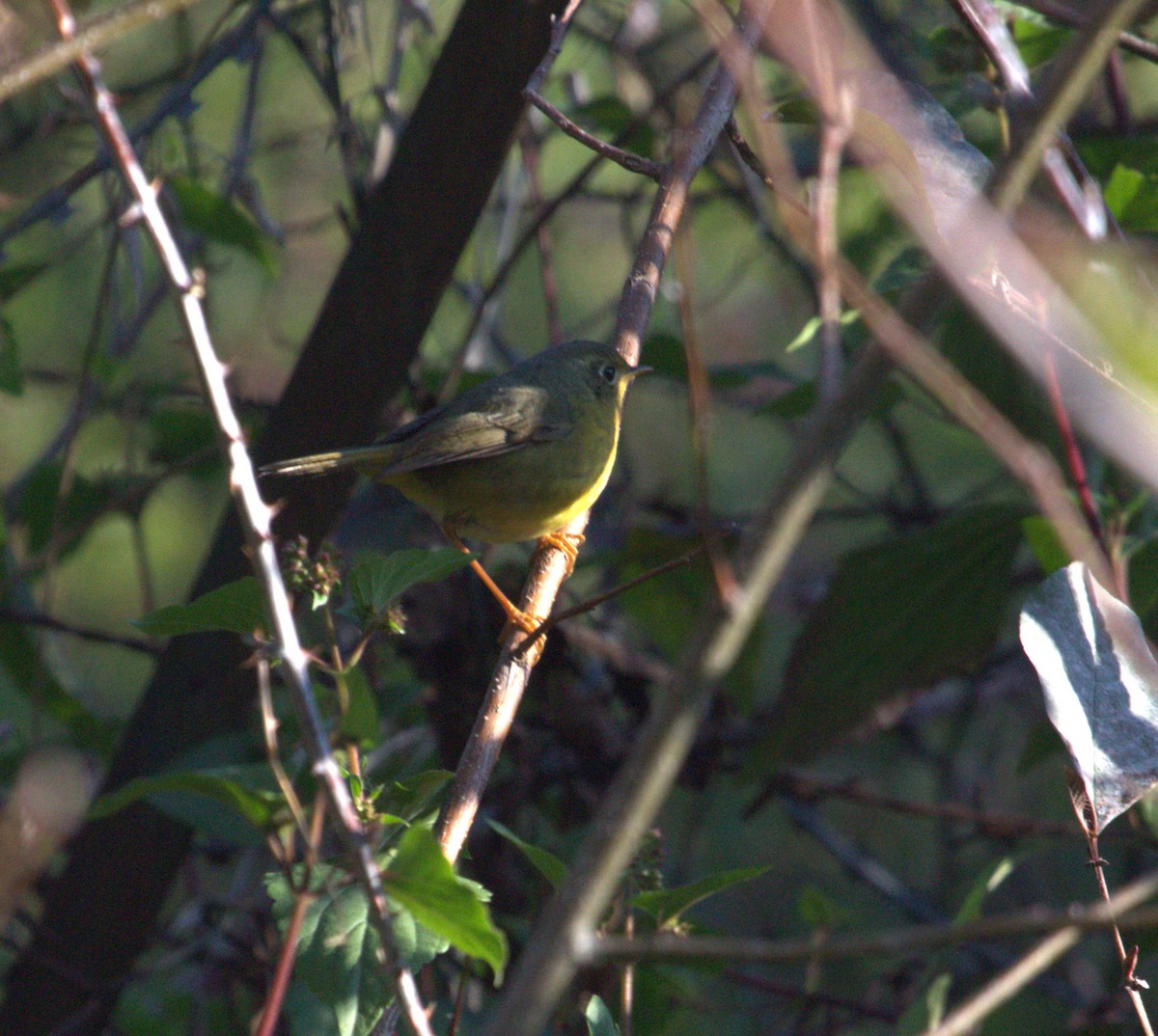 Golden Bush-Robin - ML617864622