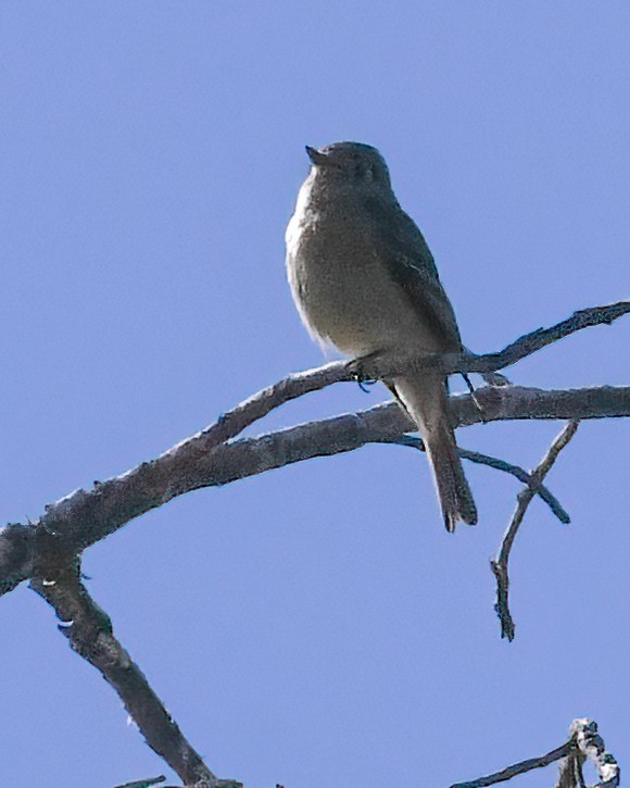 Hammond's Flycatcher - ML617864657