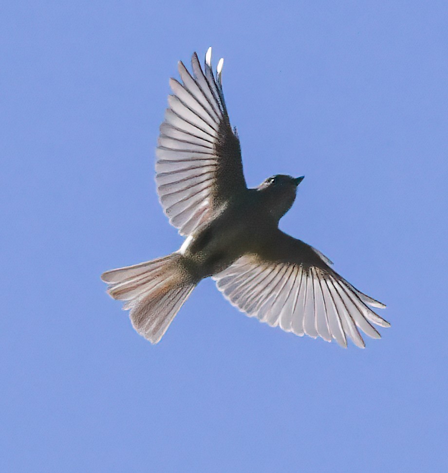 Hammond's Flycatcher - ML617864659