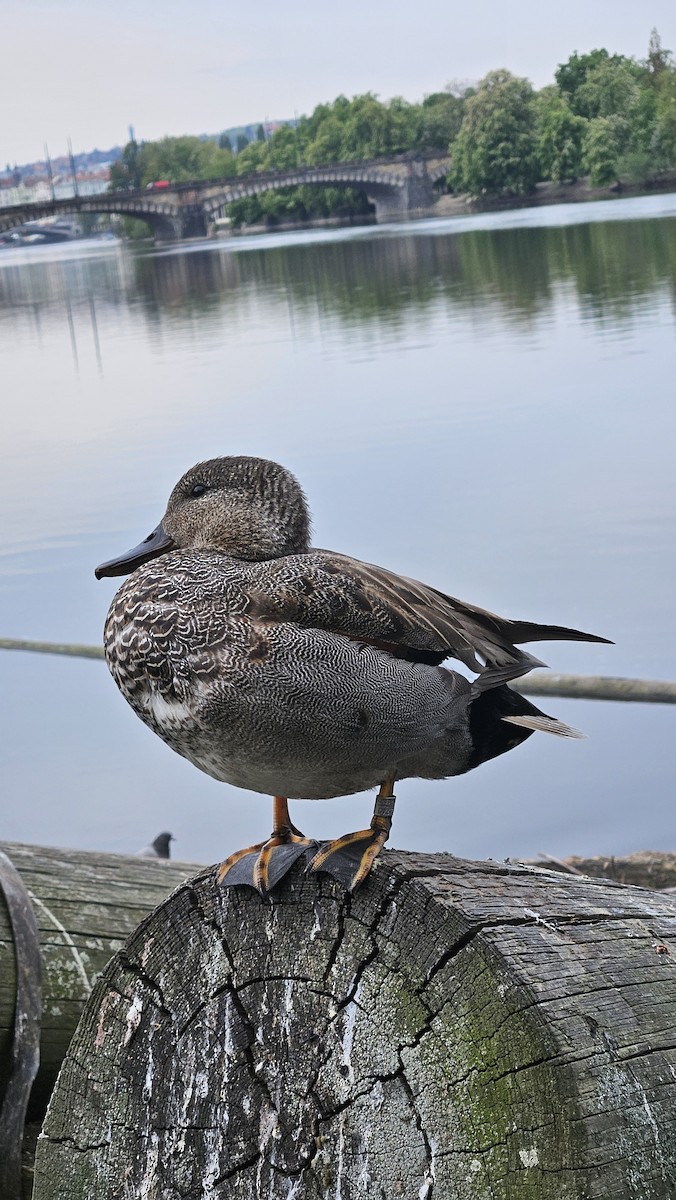 Gadwall - ML617864661