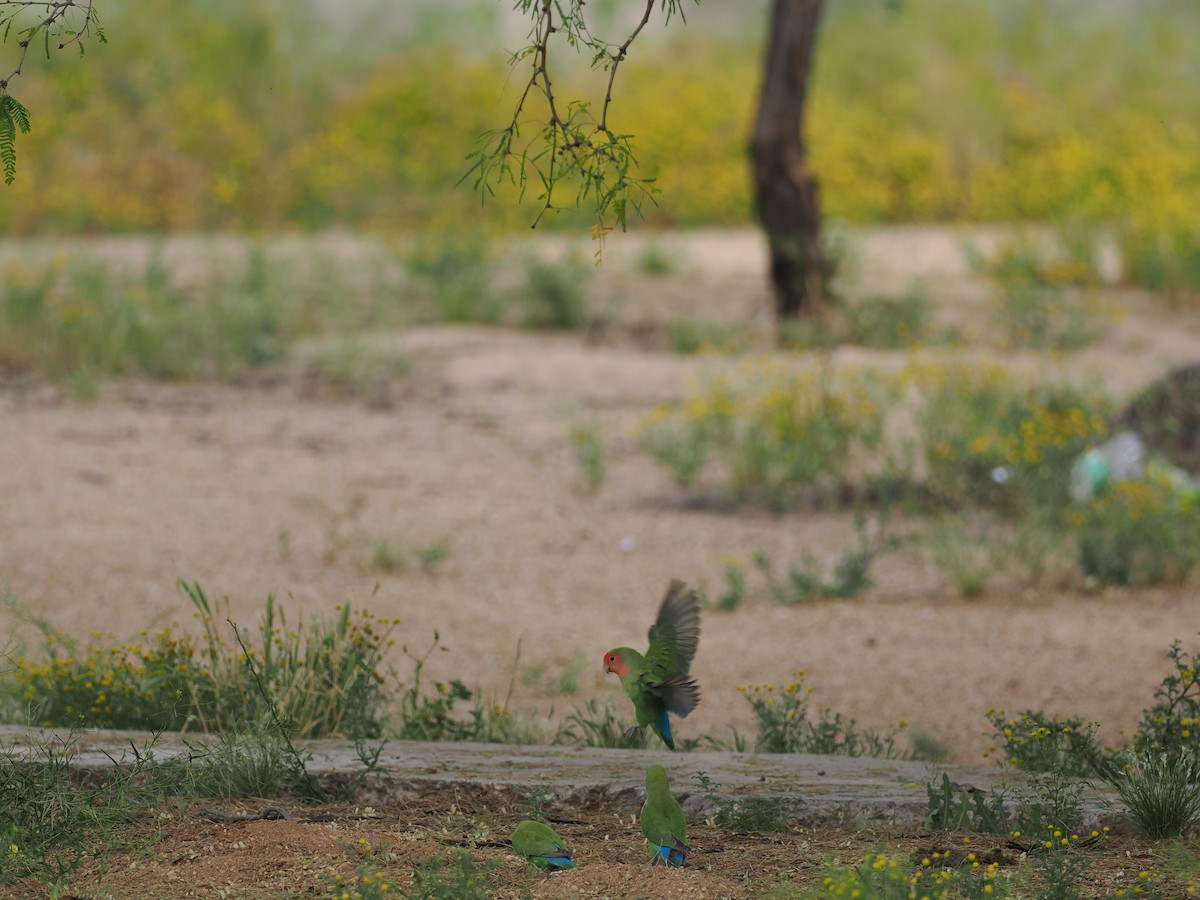 Rosy-faced Lovebird - ML617864672