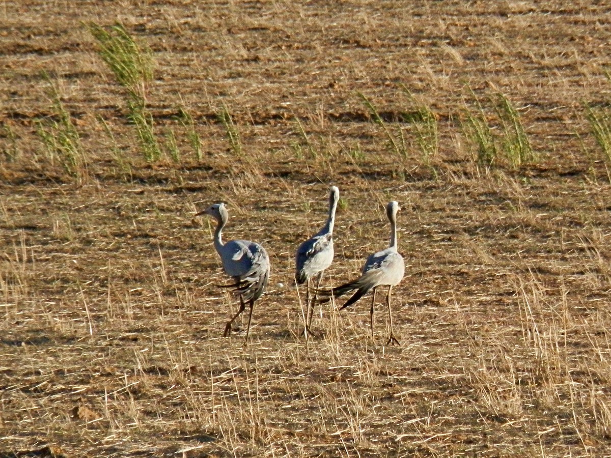 Blue Crane - Andrew Cauldwell