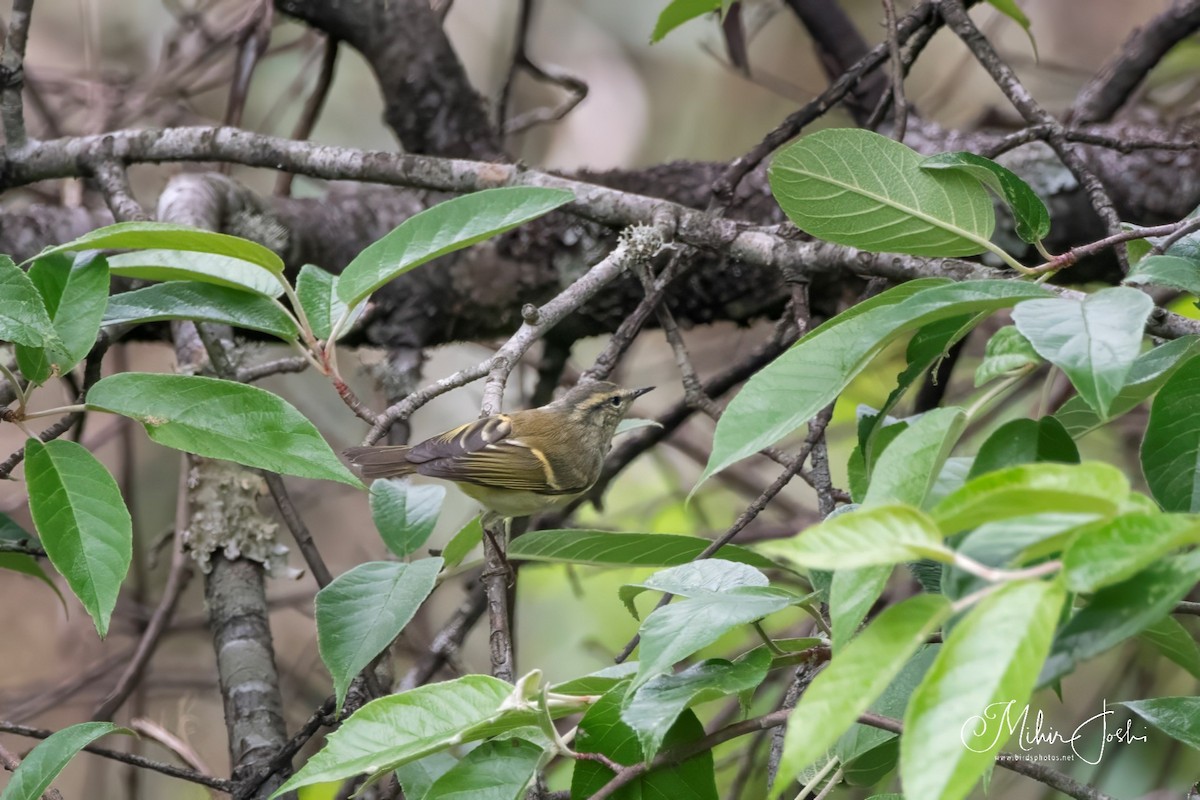 Buff-barred Warbler - Mihir Joshi