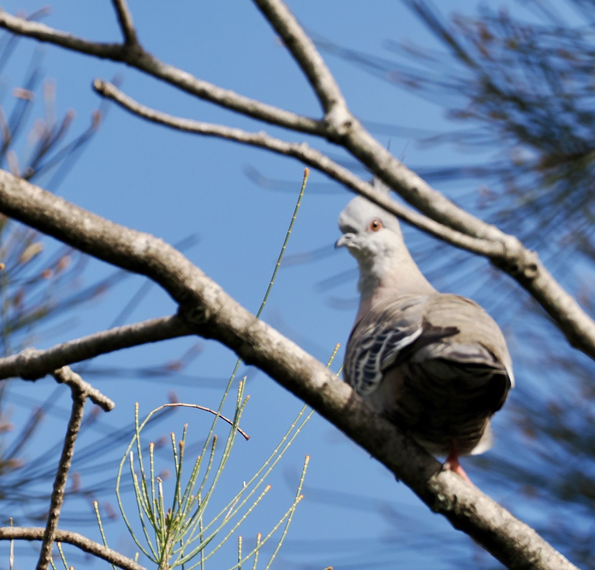 Crested Pigeon - ML617864684