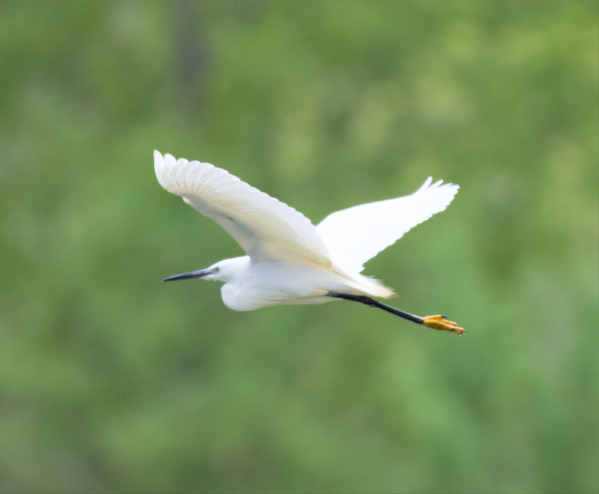 Little Egret - D R Broadbridge