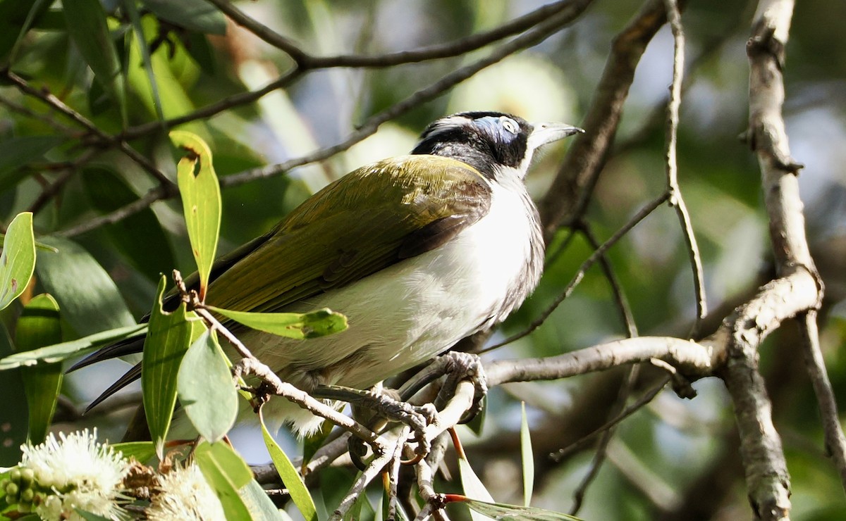 Blue-faced Honeyeater - ML617864691