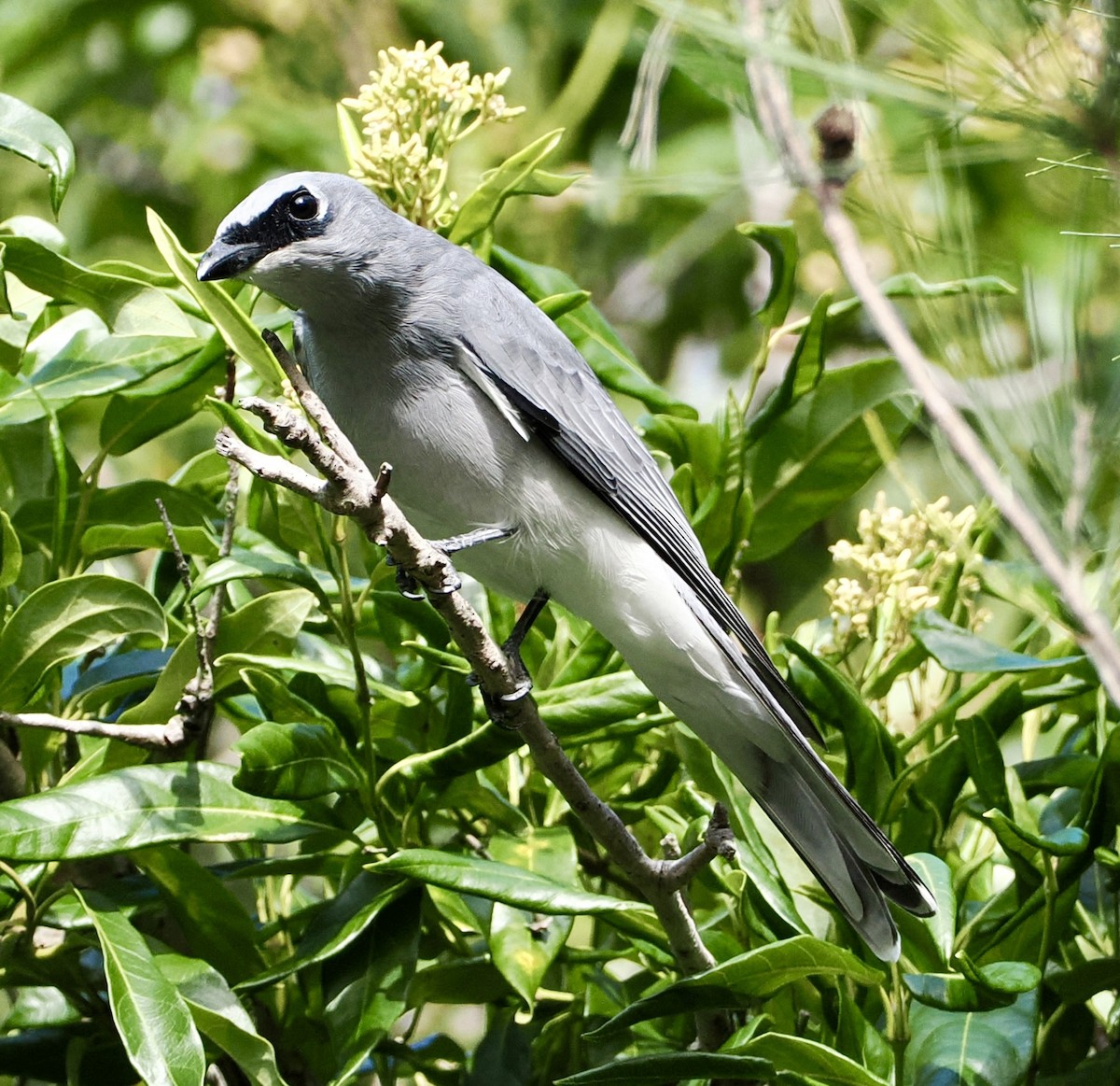 White-bellied Cuckooshrike - Cheryl Cooper