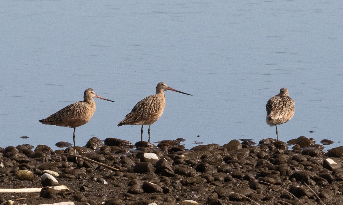 Marbled Godwit - RJ Baltierra