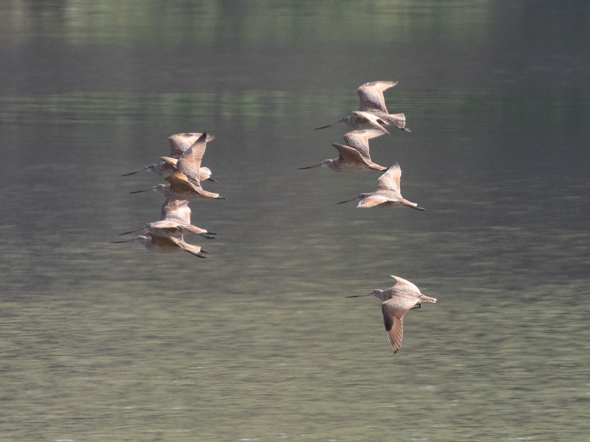 Marbled Godwit - RJ Baltierra