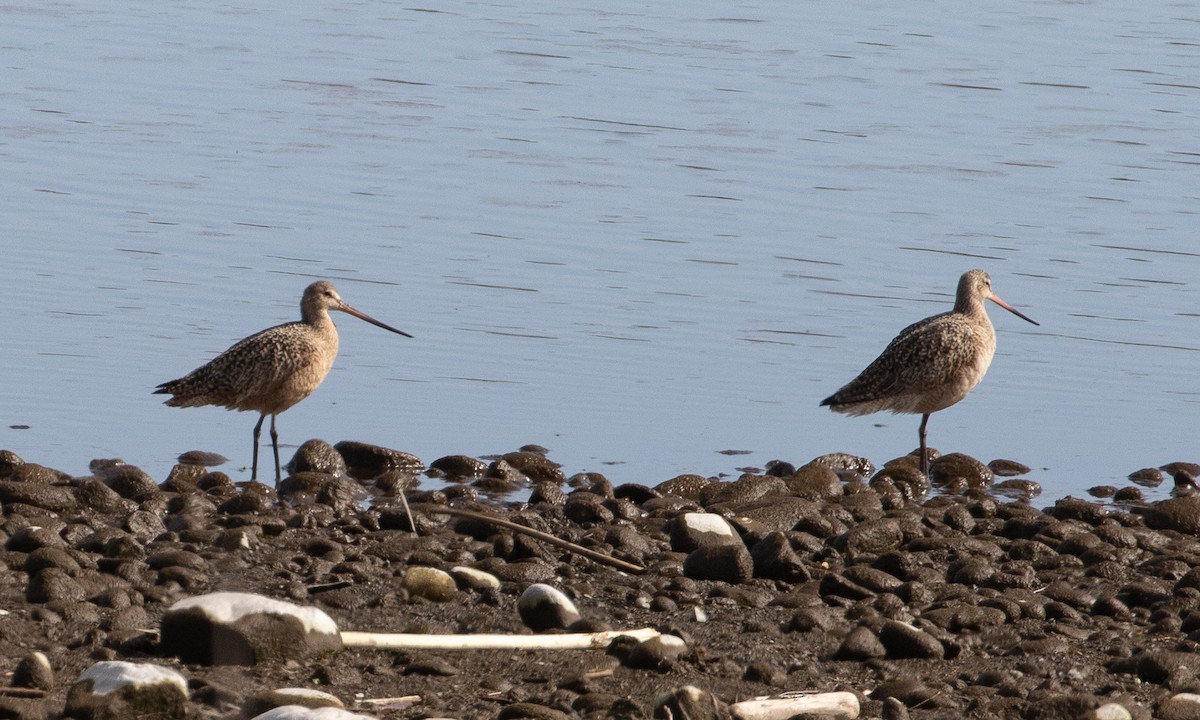 Marbled Godwit - ML617864717