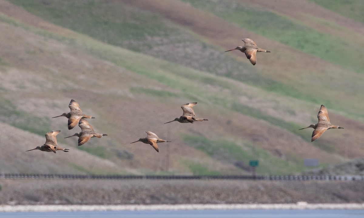 Marbled Godwit - ML617864718