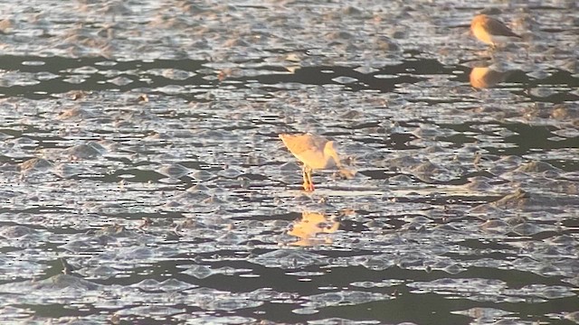 Nordmann's Greenshank - ML617864755