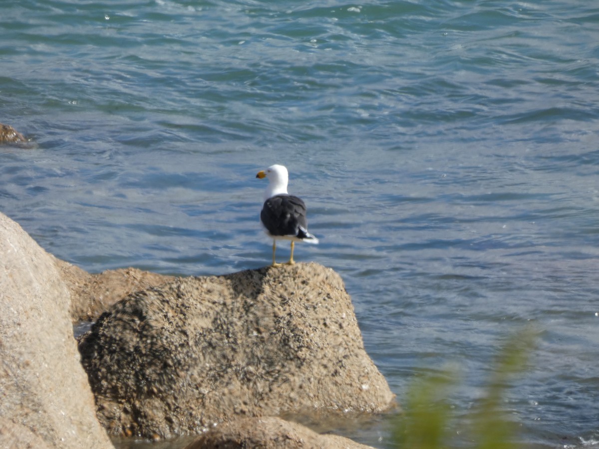 Pacific Gull - ML617864797