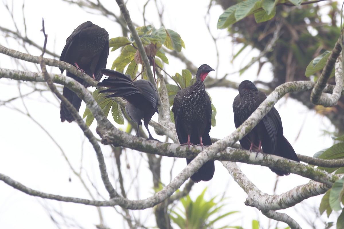 Crested Guan - ML617864804
