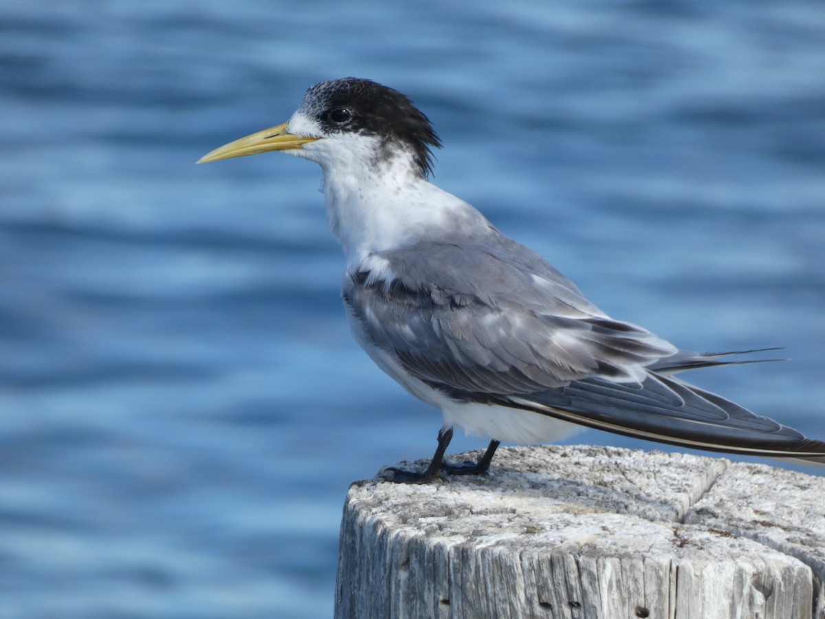 Great Crested Tern - ML617864821