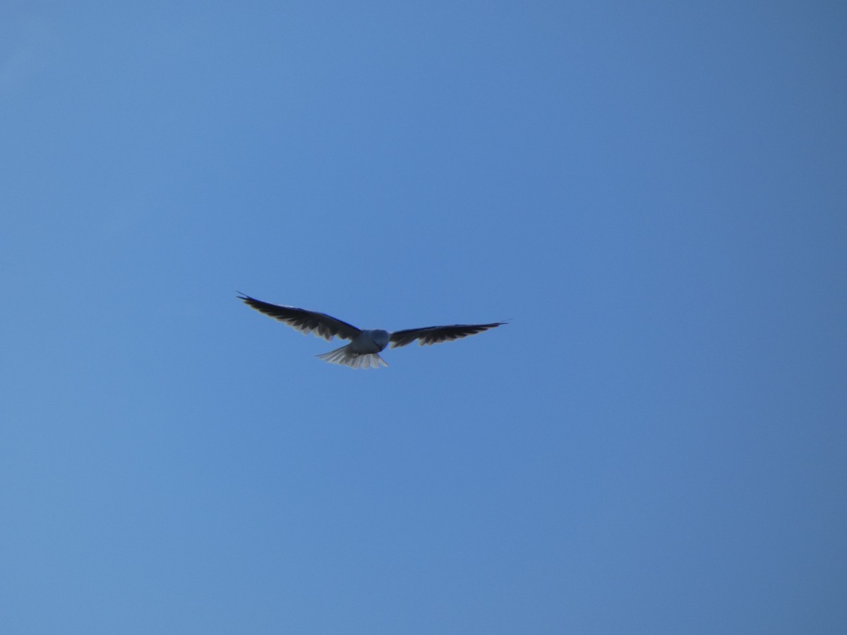 Black-shouldered Kite - ML617864856