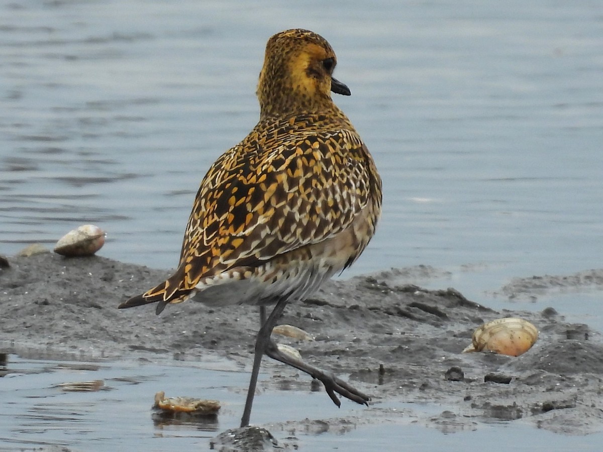 Pacific Golden-Plover - ML617864873