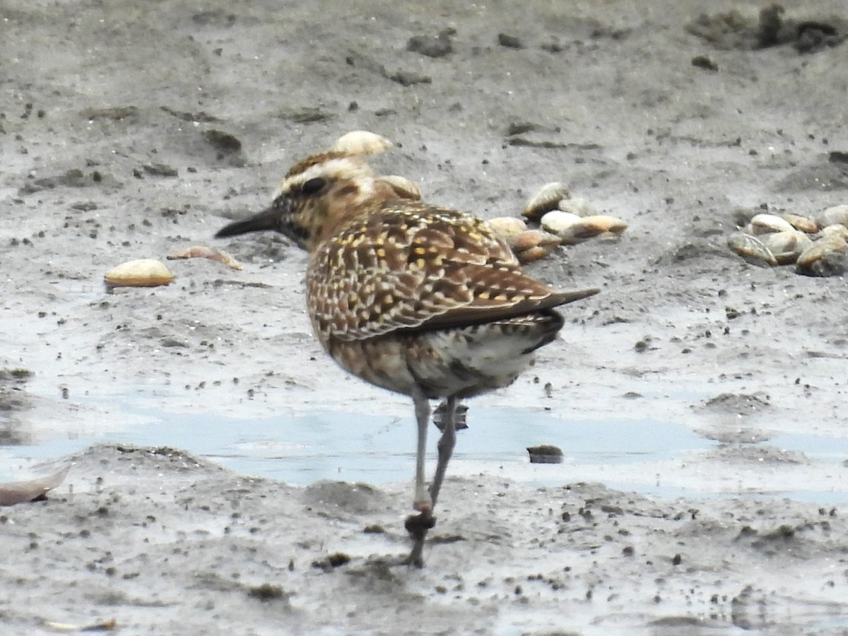 Pacific Golden-Plover - Anonymous