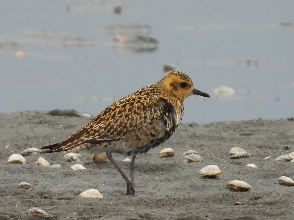 Pacific Golden-Plover - ML617864875