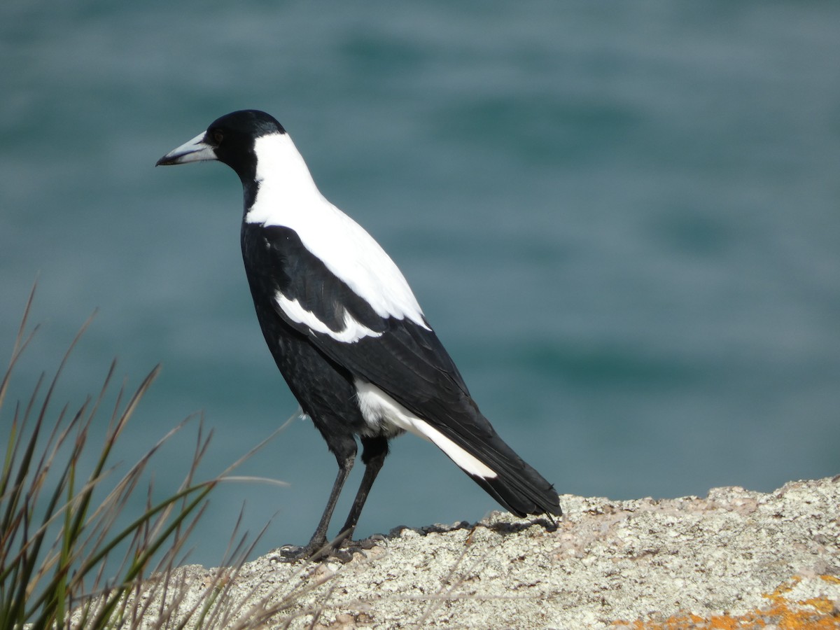 Australian Magpie (White-backed) - Daniel Montes