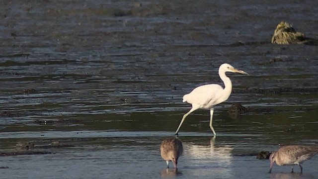 Chinese Egret - ML617864934