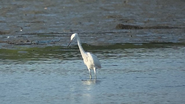 Chinese Egret - ML617864935