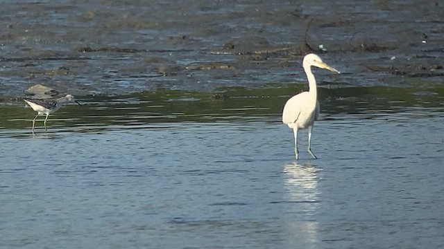 Chinese Egret - ML617864937