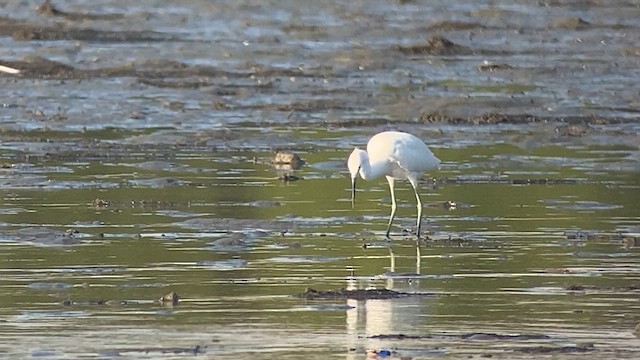 Chinese Egret - ML617864938