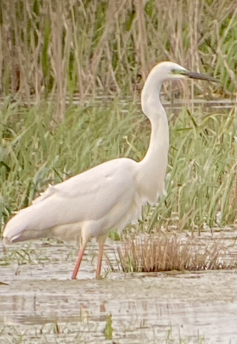 Great Egret - JP Hook