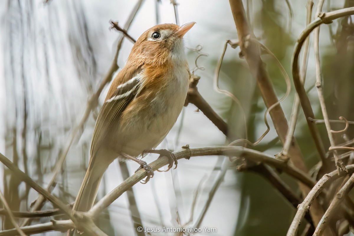 Vireo de Cozumel - ML617865036