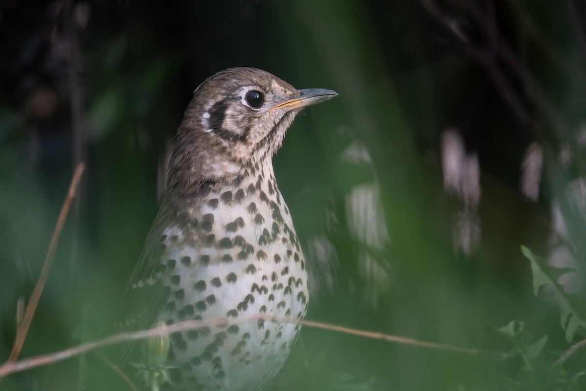 Chinese Thrush - 冰 鸟