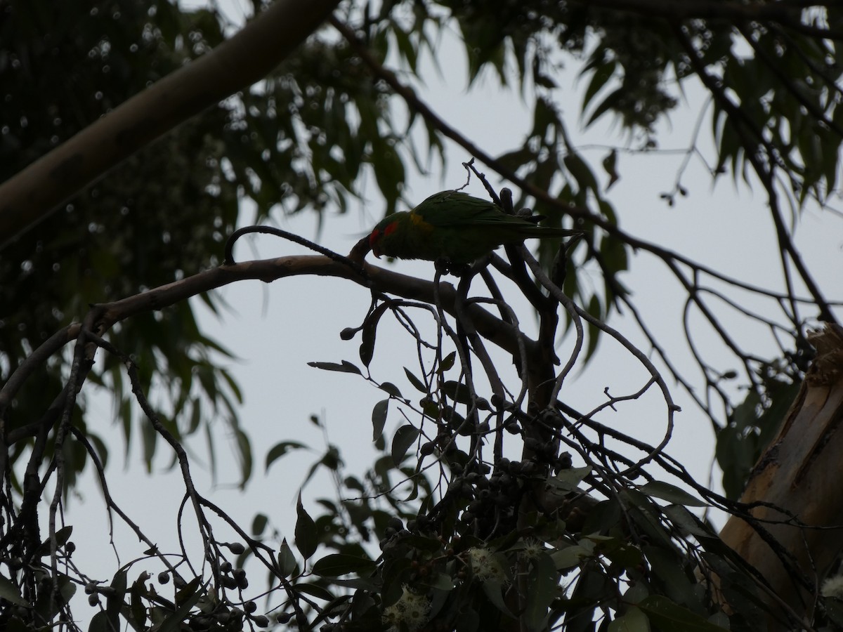 Musk Lorikeet - Daniel Montes