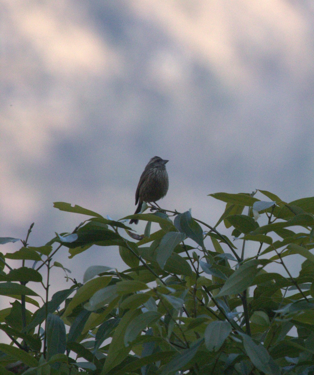 Pink-browed Rosefinch - ML617865073