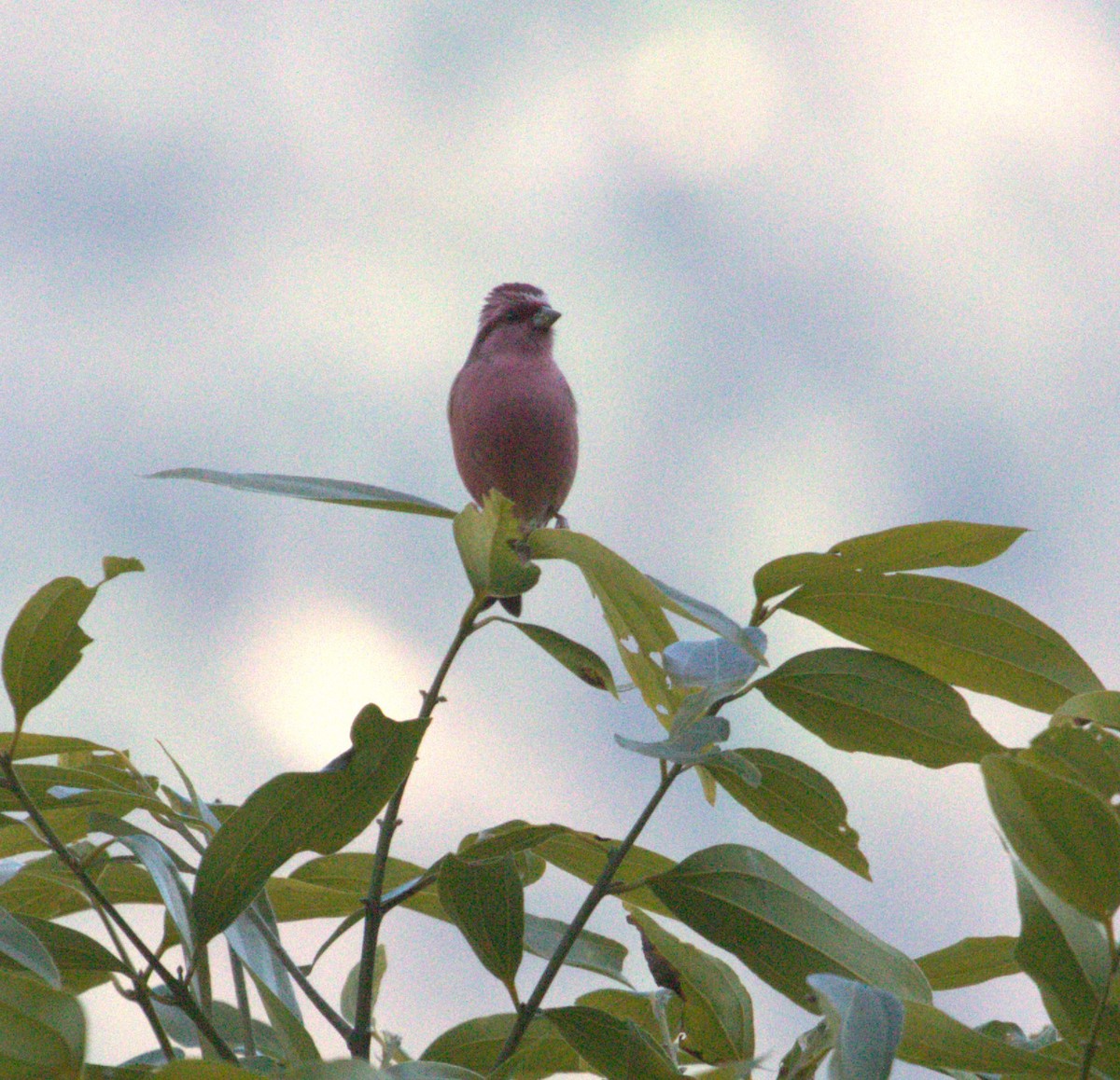 Pink-browed Rosefinch - ML617865074