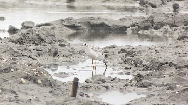 Nordmann's Greenshank - ML617865083