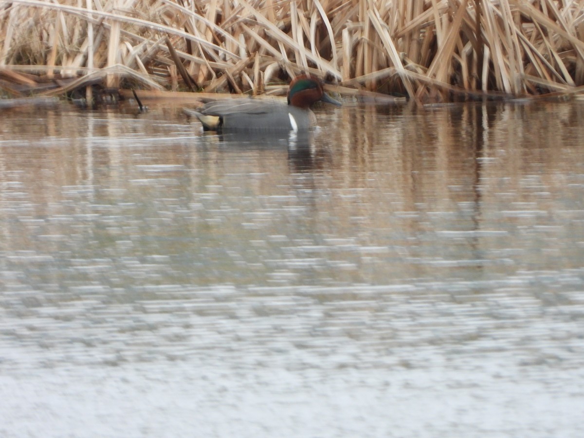 Green-winged Teal - ML617865120