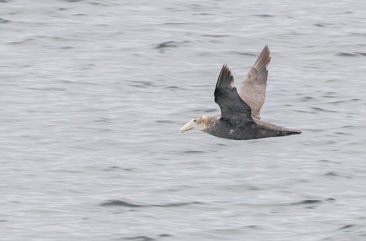 Southern Giant-Petrel - ML617865128