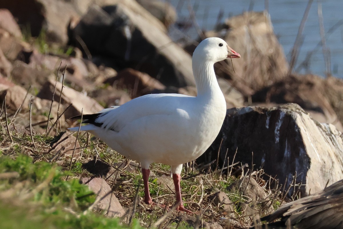 Ross's Goose - ML617865159