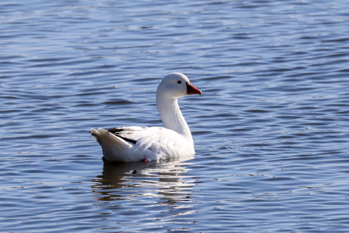 Ross's Goose - ML617865160