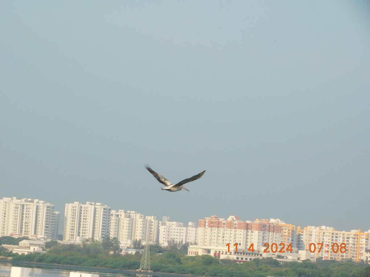 Spot-billed Pelican - Vidhya Swaminathan