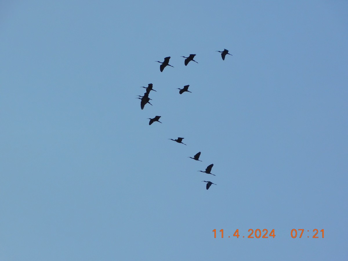 ibis hnědý - ML617865186