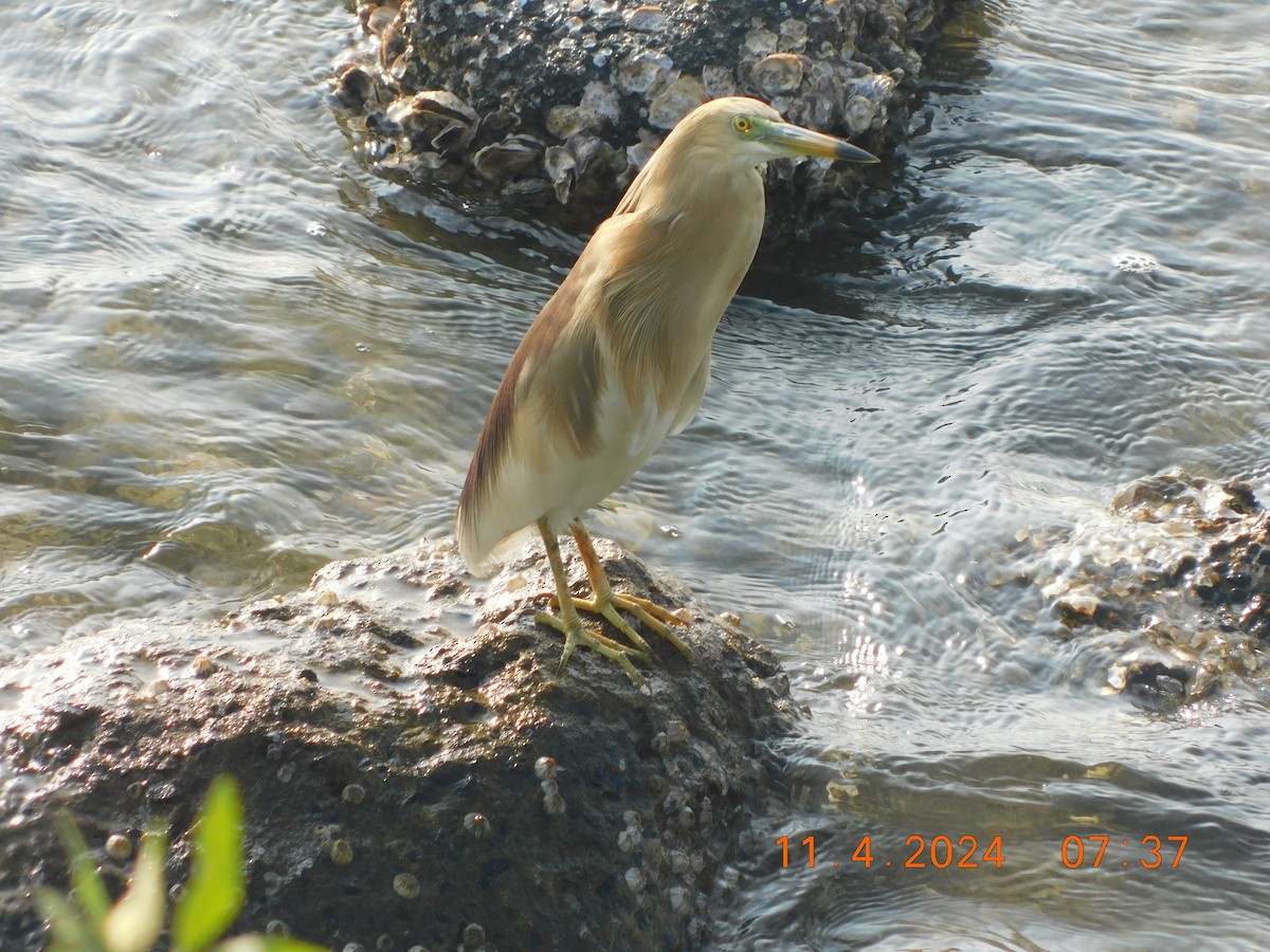 Indian Pond-Heron - Vidhya Swaminathan