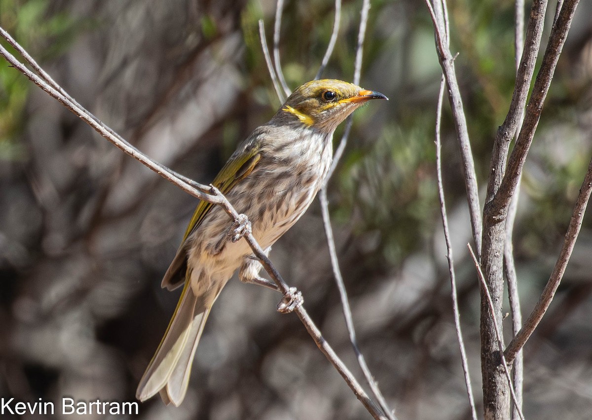 Yellow-plumed Honeyeater - ML617865240