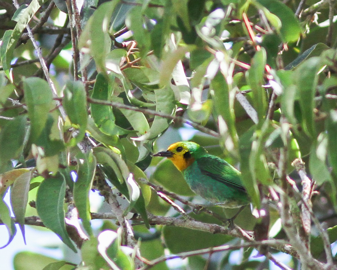 Multicolored Tanager - ML617865279