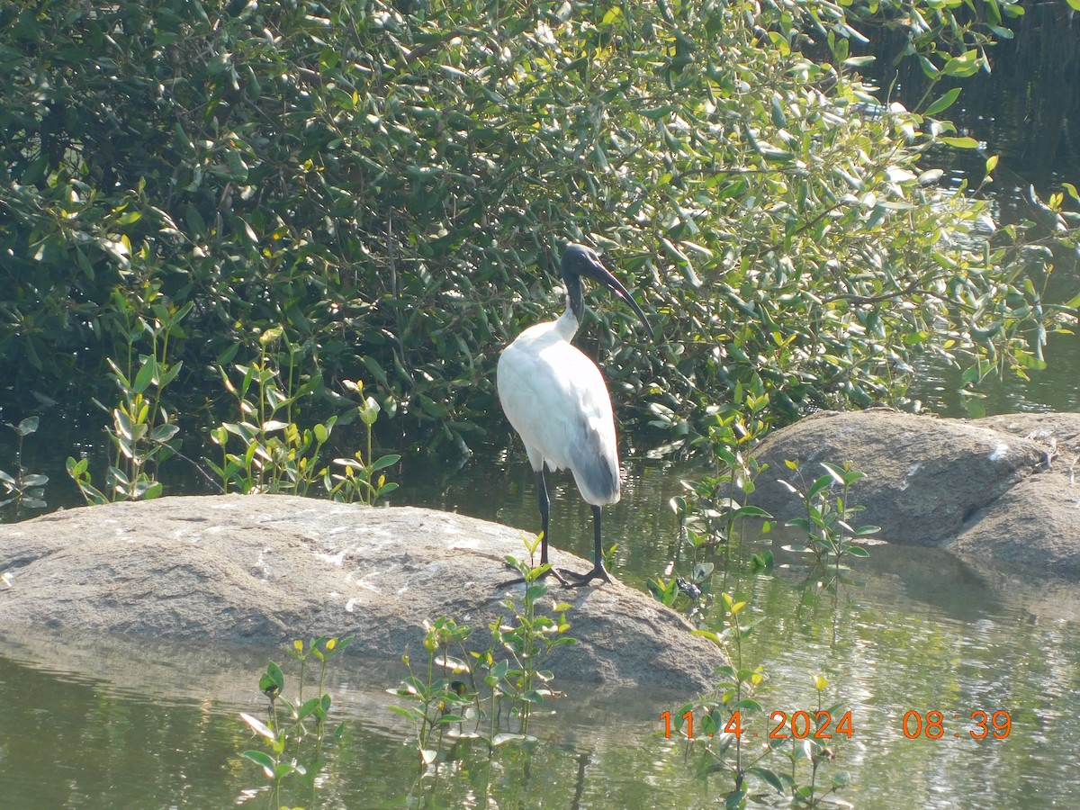ibis černohlavý - ML617865281
