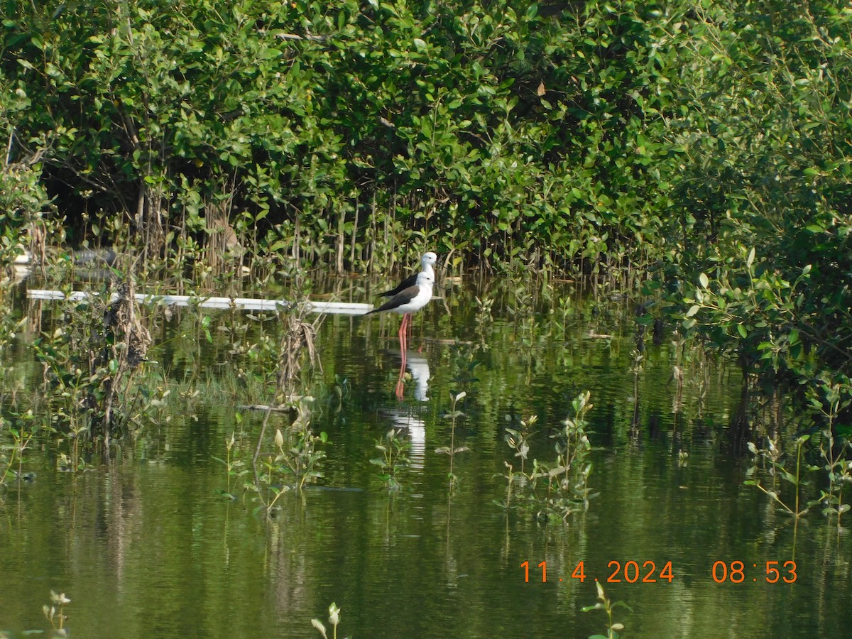 Échasse blanche - ML617865291