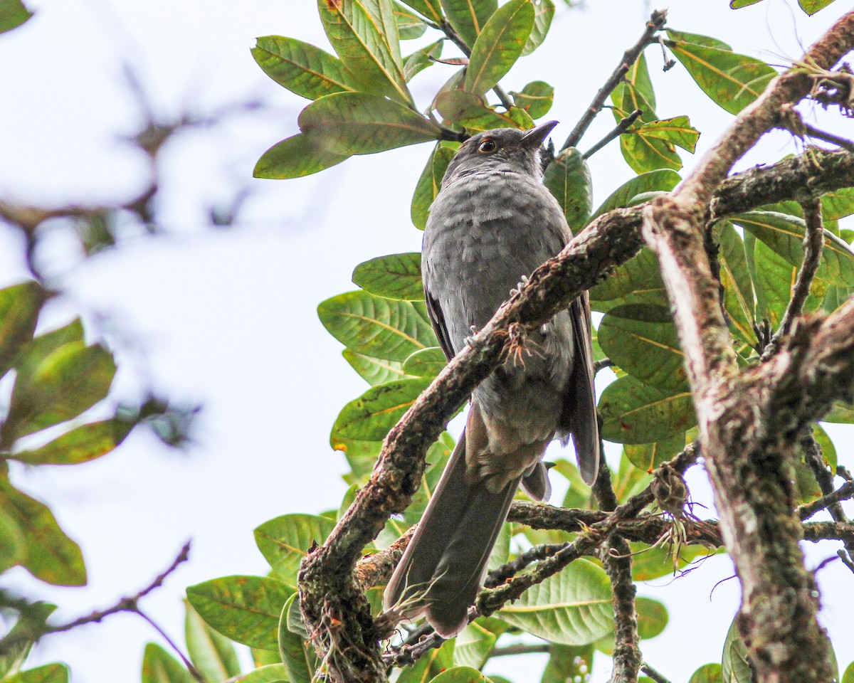 Chestnut-capped Piha - ML617865350